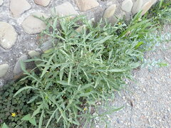 Diplotaxis tenuifolia