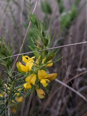 Phyllota phylicoides