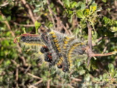Bombycomorpha bifascia