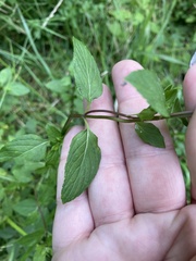 Mentha × piperita