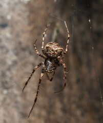 Australomimetus sennio