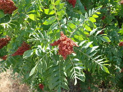 Rhus coriaria