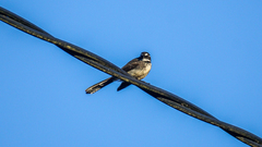 Rhipidura albiscapa