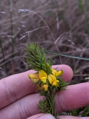 Phyllota phylicoides