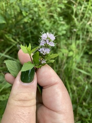 Mentha × piperita