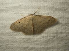 Idaea biselata