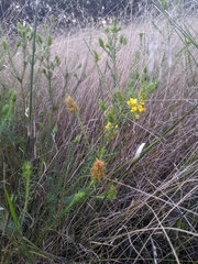 Phyllota phylicoides