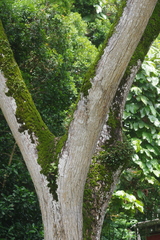 Bulbophyllum vaginatum