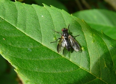 Paykullia maculata