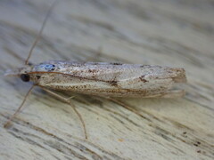 Agriphila geniculea