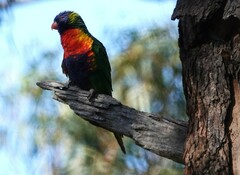 Trichoglossus moluccanus
