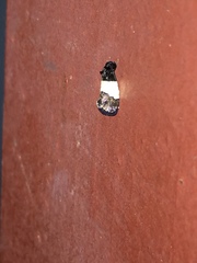 Epiblema tripartitana