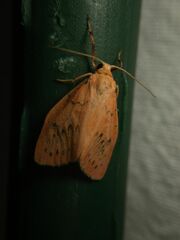 Miltochrista miniata