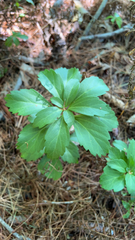 Pachysandra terminalis