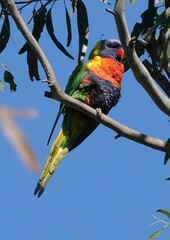 Trichoglossus moluccanus