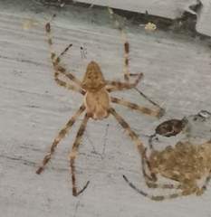 Araneus cavaticus