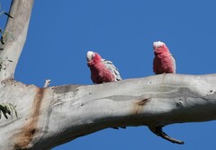 Eolophus roseicapilla albiceps