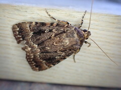 Amphipyra pyramidea