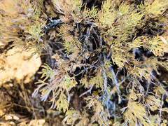 Artemisia tripartita