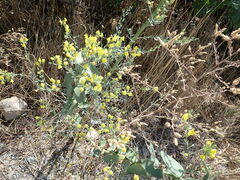 Linaria genistifolia