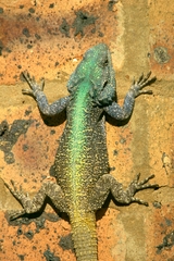 Acanthocercus atricollis