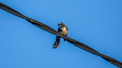 Rhipidura albiscapa