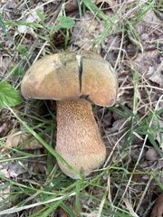 Neoboletus erythropus