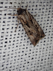 Agrotis munda
