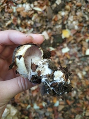 Agaricus campestris