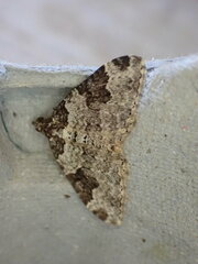 Xanthorhoe fluctuata