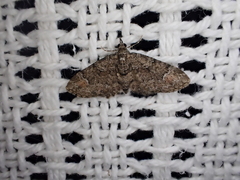 Pasiphilodes testulata