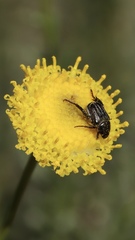 Hopliini