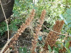Orobanche laxissima
