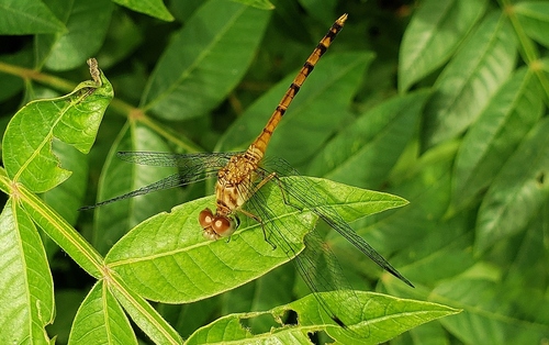 Blue-faced Meadowhawk