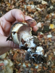Agaricus campestris