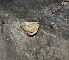 Pseudochazara pelopea