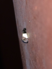 Epiblema tripartitana