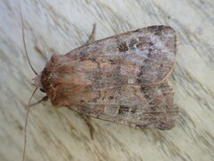 Diarsia rubi