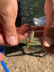 Decticus verrucivorus