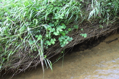 Parochetus africanus