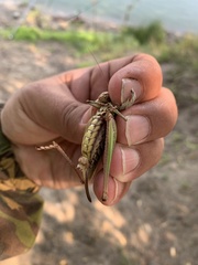 Decticus verrucivorus