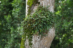Bulbophyllum vaginatum