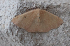 Cyclophora puppillaria