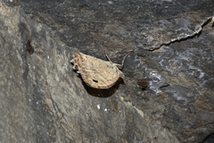 Pseudochazara pelopea