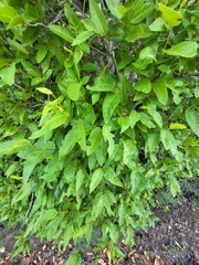 Coccoloba microstachya