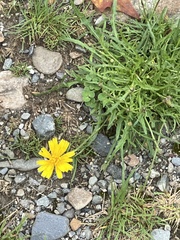 Scorzoneroides autumnalis