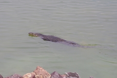 Varanus salvator macromaculatus