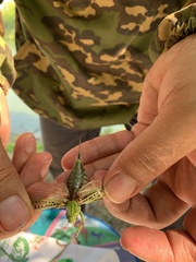 Decticus verrucivorus