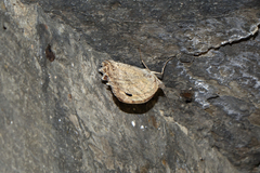 Pseudochazara pelopea