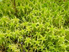 Sphagnum fallax